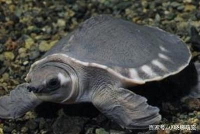 豬鼻龜最低溫度是多少：豬鼻龜冬季水溫最低多少水溫最低多少(-龍魚批發(fā)