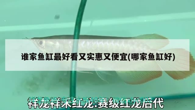 尤溪龍魚有哪些品種？（亞洲龍魚品種對照表尤溪龍魚價格是多少尤溪龍魚價格是多少） 尤溪龍魚有哪些品種？（亞洲龍魚品種對照表尤溪龍魚價格是多少尤溪龍魚價格是多少） 龍魚百科 第1張