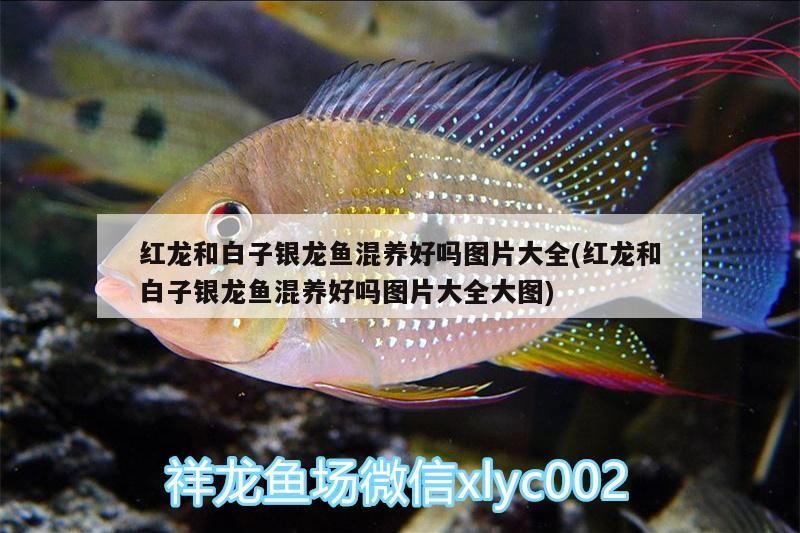 紅龍和白子銀龍魚混養好嗎圖片大全(紅龍和白子銀龍魚混養好嗎圖片大全大圖)