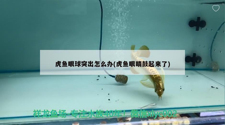 虎魚眼球突出怎么辦(虎魚眼睛鼓起來了)