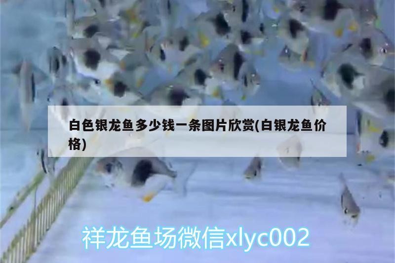 白色銀龍魚多少錢一條圖片欣賞(白銀龍魚價格)