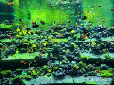 大魚水族魚缸養什么魚好呢：大魚缸適合養什么魚？