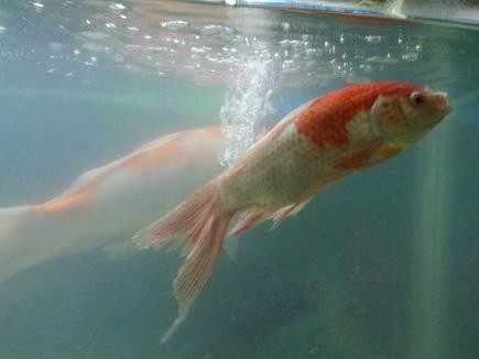 龍魚虎魚鳳魚一起養有什么寓意（龍魚鳳魚虎魚可以混養嗎）