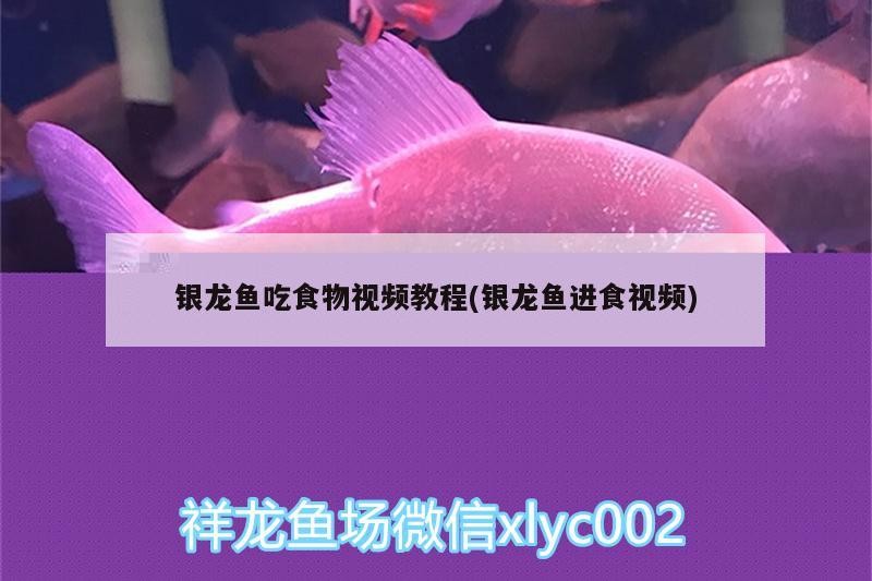 銀龍魚吃食物視頻教程(銀龍魚進(jìn)食視頻)