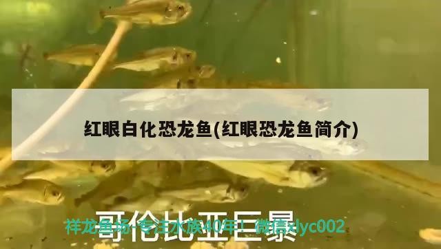 上海銘粵水族科技有限公司（上海銘粵水族科技有限公司怎么樣）