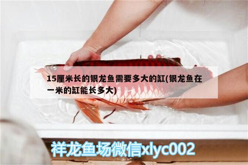 15厘米長的銀龍魚需要多大的缸(銀龍魚在一米的缸能長多大)