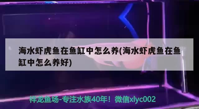 海水蝦虎魚在魚缸中怎么養(yǎng)(海水蝦虎魚在魚缸中怎么養(yǎng)好)