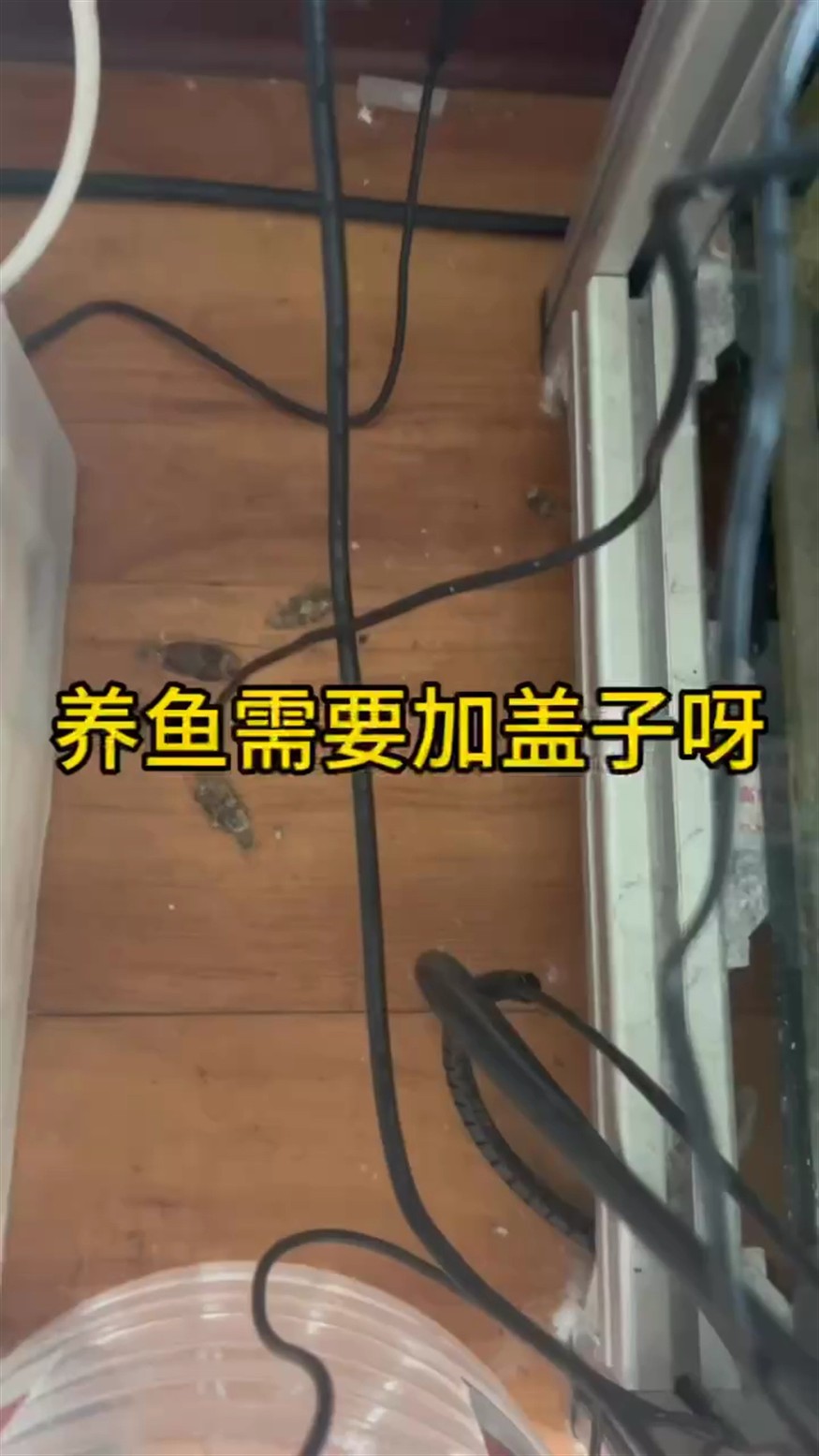一定要加蓋子 一定要加蓋子 龍魚論壇