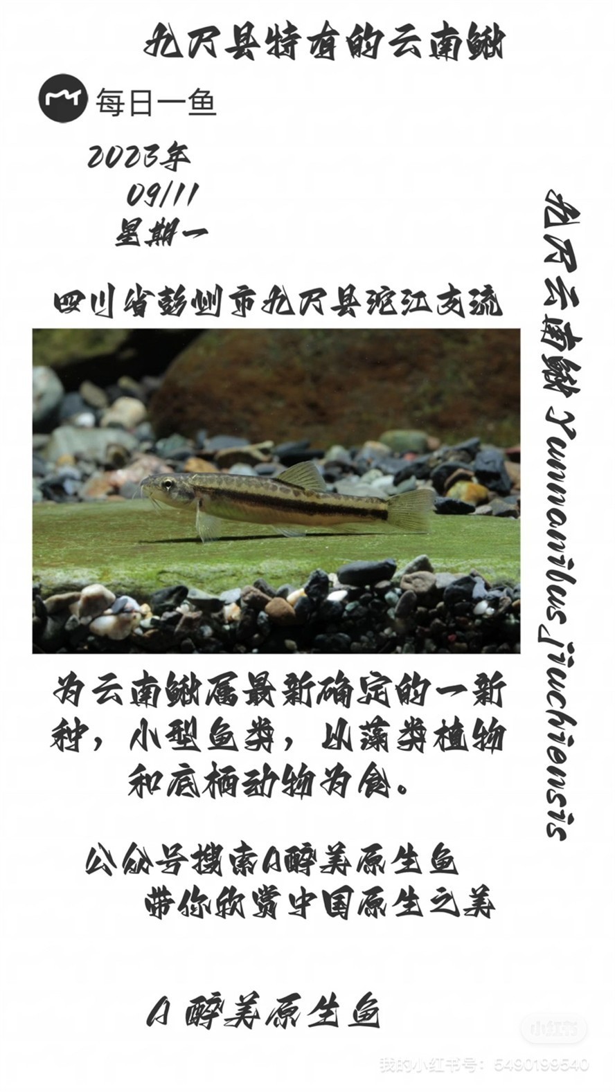 九尺云南鰍