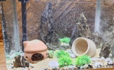 60的魚缸就養一條魚養什么魚好：60厘米的魚缸中養一條魚時，有幾個因素需要考慮，需要考慮