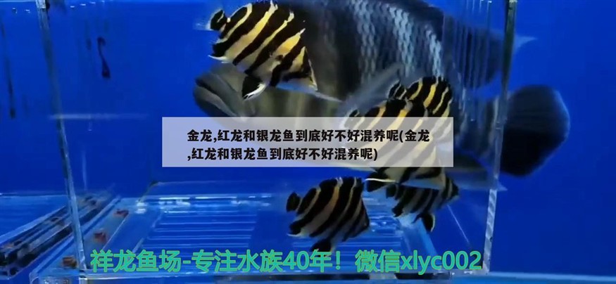 金龍,紅龍和銀龍魚到底好不好混養呢(金龍,紅龍和銀龍魚到底好不好混養呢)
