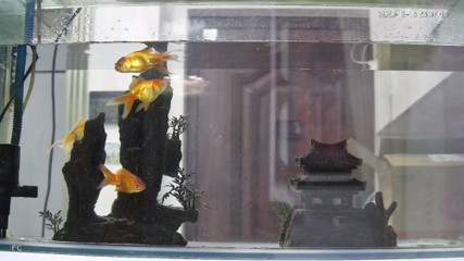 紅龍魚用什么顏色的燈比較好一點（紅龍魚用什么顏色的燈比較好一點呢）