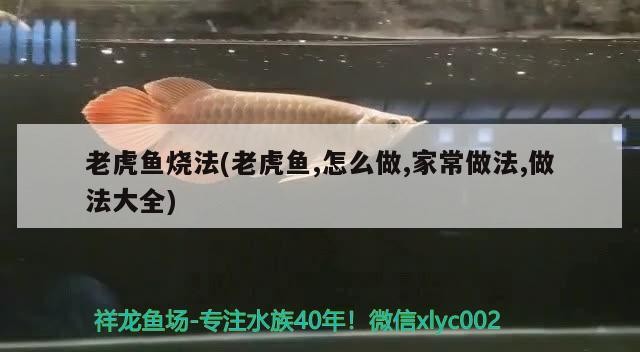 老虎魚燒法(老虎魚,怎么做,家常做法,做法大全)