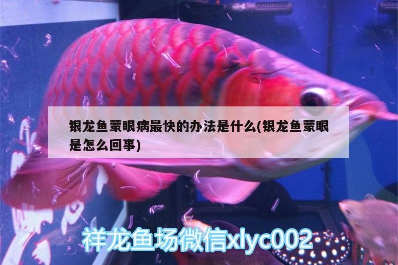 銀龍魚蒙眼病最快的辦法是什么(銀龍魚蒙眼是怎么回事)