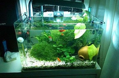 大型魚缸清理小妙招：大型魚缸清理小妙招，有些小妙招可以使清理過程更高效和便捷