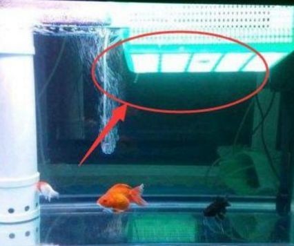 大型魚缸清理小妙招：大型魚缸清理小妙招，有些小妙招可以使清理過程更高效和便捷