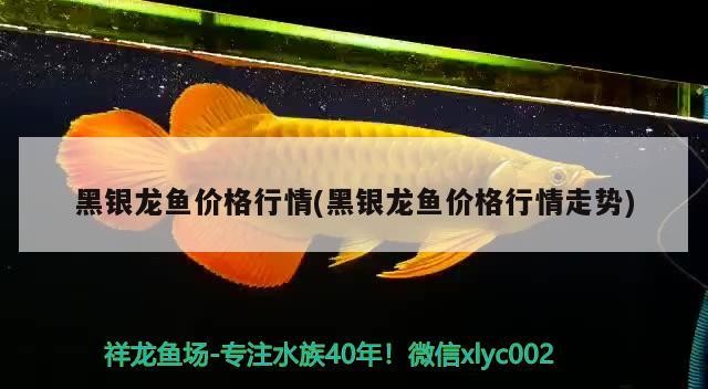 黑銀龍魚價格行情(黑銀龍魚價格行情走勢)