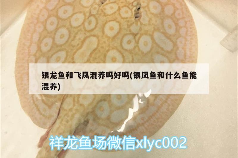 銀龍魚和飛鳳混養嗎好嗎(銀鳳魚和什么魚能混養) 銀龍魚和飛鳳混養嗎好嗎(銀鳳魚和什么魚能混養) 銀龍魚百科