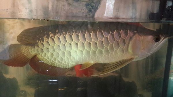 金龍魚(yú)豎鱗