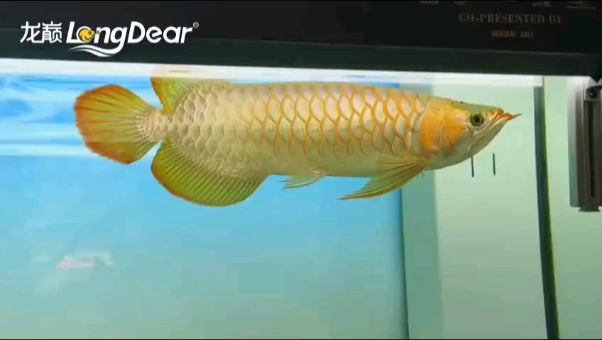 轉發161