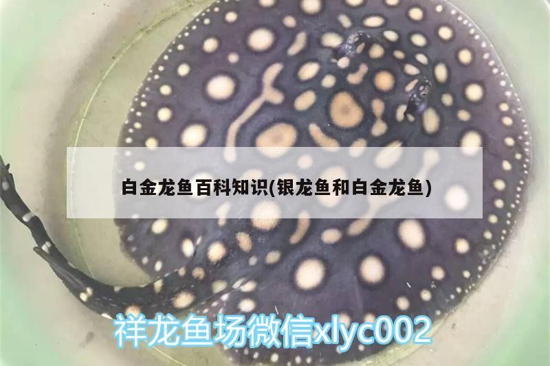 白金龍魚百科知識(銀龍魚和白金龍魚)