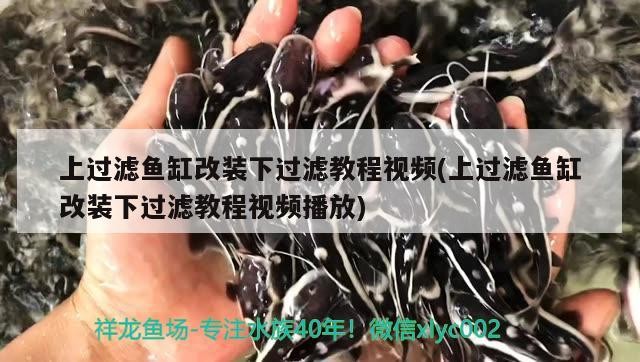 豬鼻龜跟什么龍魚混養好，精選問答