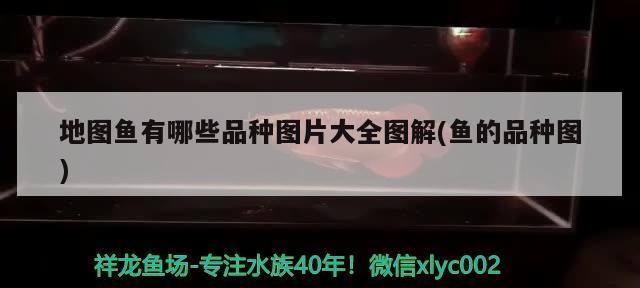 地圖魚有哪些品種圖片大全圖解(魚的品種圖)