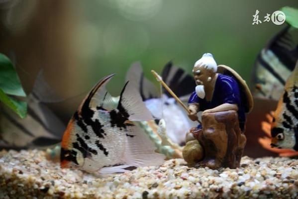 大魚缸觀賞魚怎么養好：觀賞魚混養學問 大魚缸觀賞魚怎么養好：觀賞魚混養學問 魚缸百科 第1張
