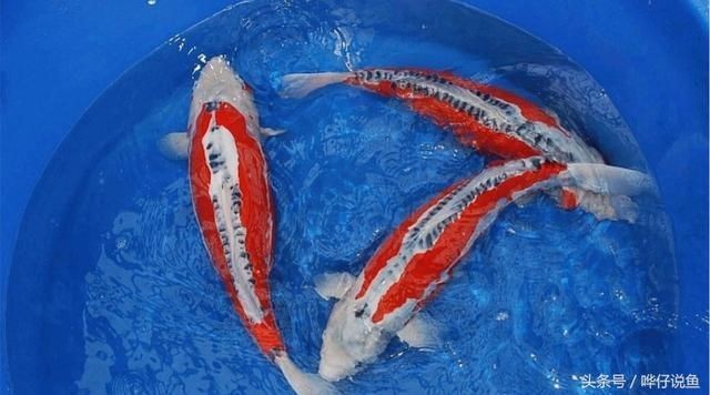 大魚缸觀賞魚怎么養好：觀賞魚混養學問 大魚缸觀賞魚怎么養好：觀賞魚混養學問 魚缸百科 第3張