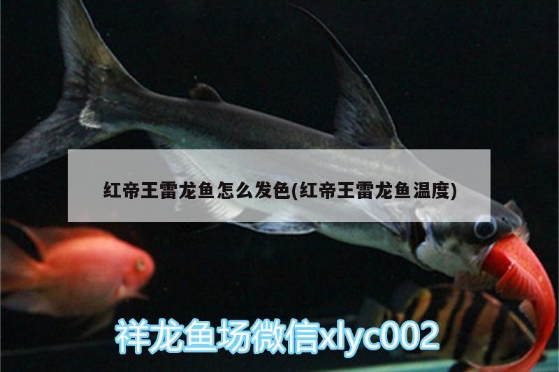 土霉素對銀龍魚的傷害大嗎(土霉素對龍魚的作用)