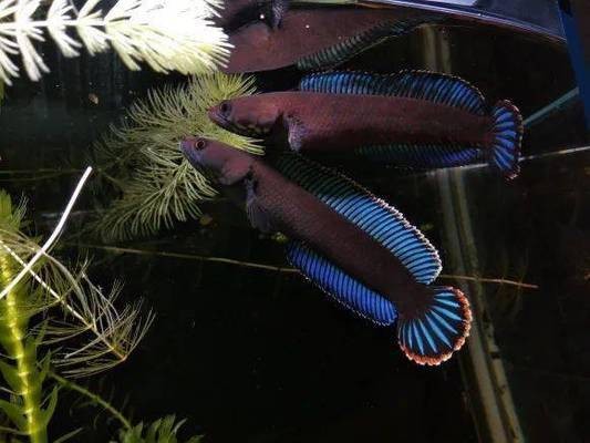 剛請三條印尼小虎魚 剛請三條印尼小虎魚 虎魚百科 第2張