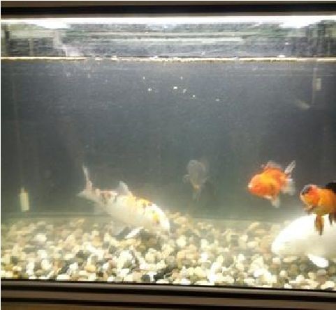 大魚(yú)缸小魚(yú)缸96條:大魚(yú)缸和小魚(yú)缸共有96條魚(yú)未提供具體分配情況 魚(yú)缸百科 第3張 大魚(yú)缸小魚(yú)缸96條:大魚(yú)缸和小魚(yú)缸共有96條魚(yú)未提供具體分配情況 大魚(yú)缸小魚(yú)缸96條:大魚(yú)缸和小魚(yú)缸共有96條魚(yú)未提供具體分配情況 魚(yú)缸百科 第3張