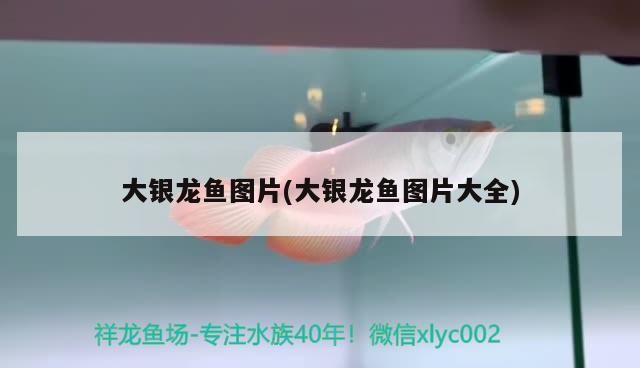 龍魚(yú)干蝦有營(yíng)養(yǎng)嗎 大銀龍魚(yú)圖片(大銀龍魚(yú)圖片大全) 銀龍魚(yú)百科 大銀龍魚(yú)圖片(大銀龍魚(yú)圖片大全) 大銀龍魚(yú)圖片(大銀龍魚(yú)圖片大全) 銀龍魚(yú)百科