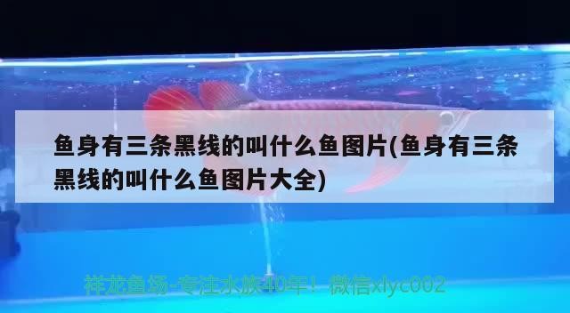 魚身有三條黑線的叫什么魚圖片(魚身有三條黑線的叫什么魚圖片大全)