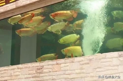 紅龍魚混養最佳搭配圖:龍魚鳳魚虎魚怎么一起養 紅龍魚混養最佳搭配圖:龍魚鳳魚虎魚怎么一起養 虎魚百科