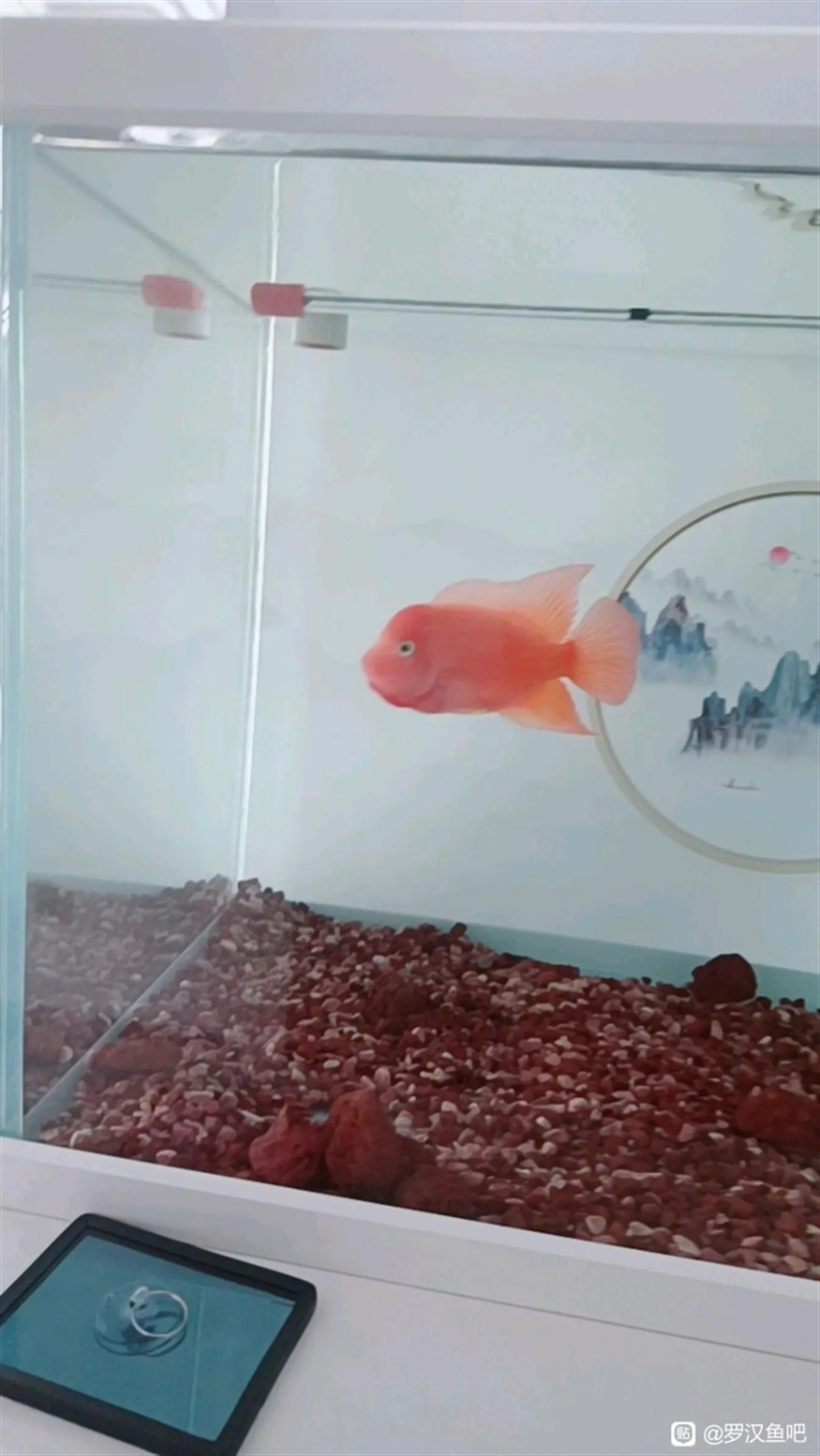 第一次養紅馬