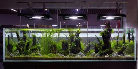大魚缸布景效果圖 簡單：大魚缸布景基礎知識