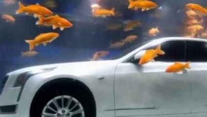 唐山市豐潤區(qū)佳玉水族觀賞魚店（唐山市豐潤區(qū)佳玉水族觀賞魚店電話）