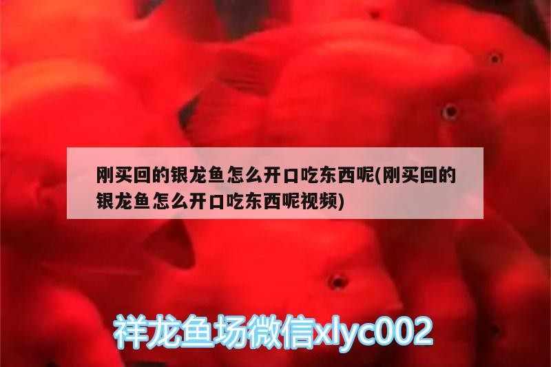 剛買回的銀龍魚怎么開口吃東西呢(剛買回的銀龍魚怎么開口吃東西呢視頻) 剛買回的銀龍魚怎么開口吃東西呢(剛買回的銀龍魚怎么開口吃東西呢視頻) 銀龍魚百科