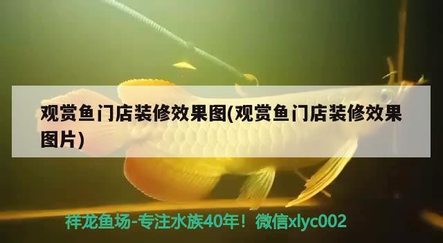 觀賞魚門店裝修效果圖(觀賞魚門店裝修效果圖片)
