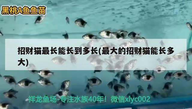 魚缸用增氧泵價格是多少:魚缸增氧機-xtrac增氧機-xtrac增氧機 招財貓最長能長到多長(最大的招財貓能長多大) 豬鼻龜百科 招財貓最長能長到多長(最大的招財貓能長多大) 招財貓最長能長到多長(最大的招財貓能長多大) 豬鼻龜百科