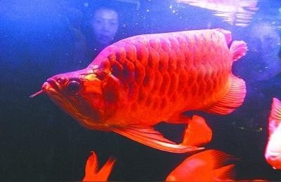 翹頭紅龍魚:翹頭魚是什么 翹頭紅龍魚:翹頭魚是什么 紅龍魚百科