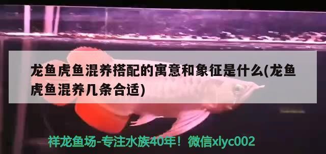 龍魚虎魚混養搭配的寓意和象征是什么(龍魚虎魚混養幾條合適)