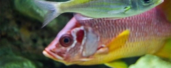 徹底清洗魚缸水垢的方法有哪些：如何清洗魚缸水垢？ 徹底清洗魚缸水垢的方法有哪些：如何清洗魚缸水垢？ 魚缸百科 第3張