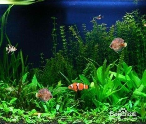 大魚缸怎么安裝過濾器：大魚缸過濾器安裝方法