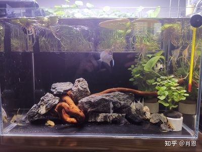 成品小魚缸改造方案：成品小魚缸上濾改造