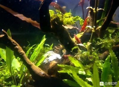 成品小魚缸改造方案：成品小魚缸上濾改造