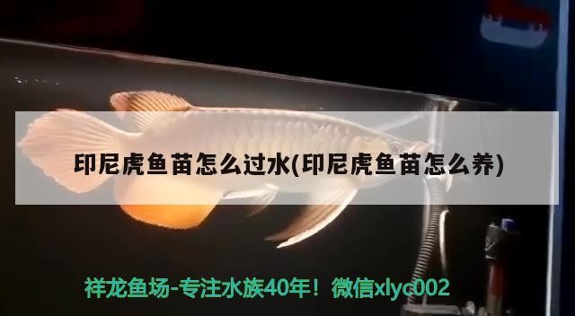 印尼虎魚苗怎么過水(印尼虎魚苗怎么養(yǎng)) 印尼虎魚苗怎么過水(印尼虎魚苗怎么養(yǎng)) 虎魚百科
