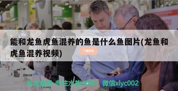 魚缸用增氧泵價格是多少:魚缸增氧機-xtrac增氧機-xtrac增氧機 能和龍魚虎魚混養的魚是什么魚圖片(龍魚和虎魚混養視頻) 虎魚百科 能和龍魚虎魚混養的魚是什么魚圖片(龍魚和虎魚混養視頻) 能和龍魚虎魚混養的魚是什么魚圖片(龍魚和虎魚混養視頻) 虎魚百科