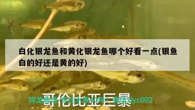 白化銀龍魚和黃化銀龍魚哪個好看一點(銀魚白的好還是黃的好)